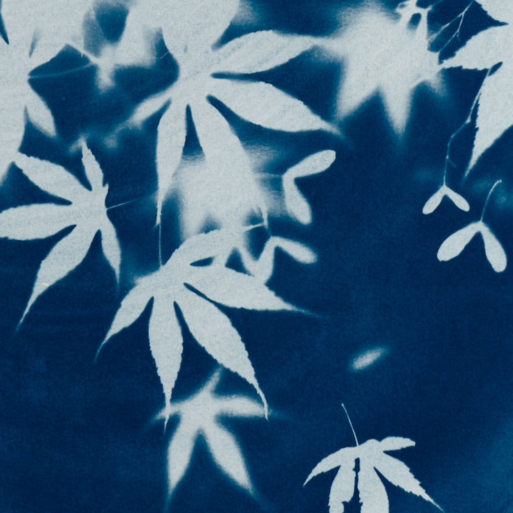 botanical cyanotype solar print