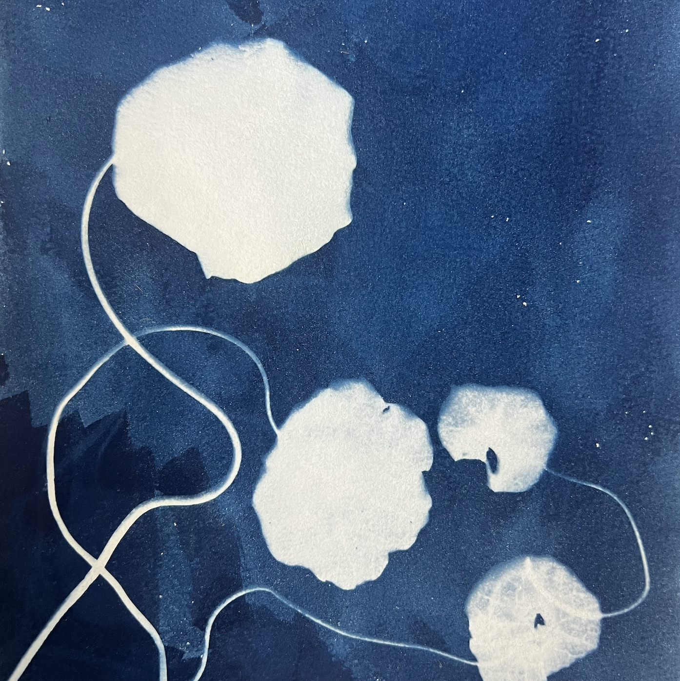 botanical cyanotype print