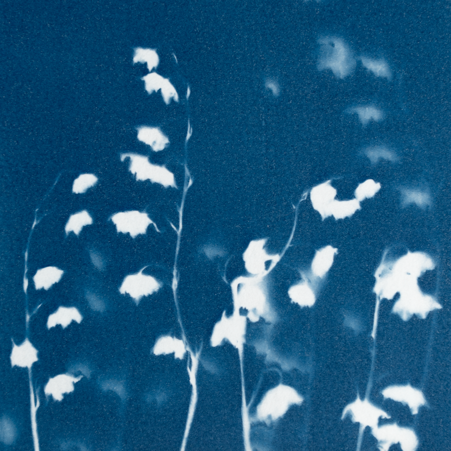 Lily of the Valley II
