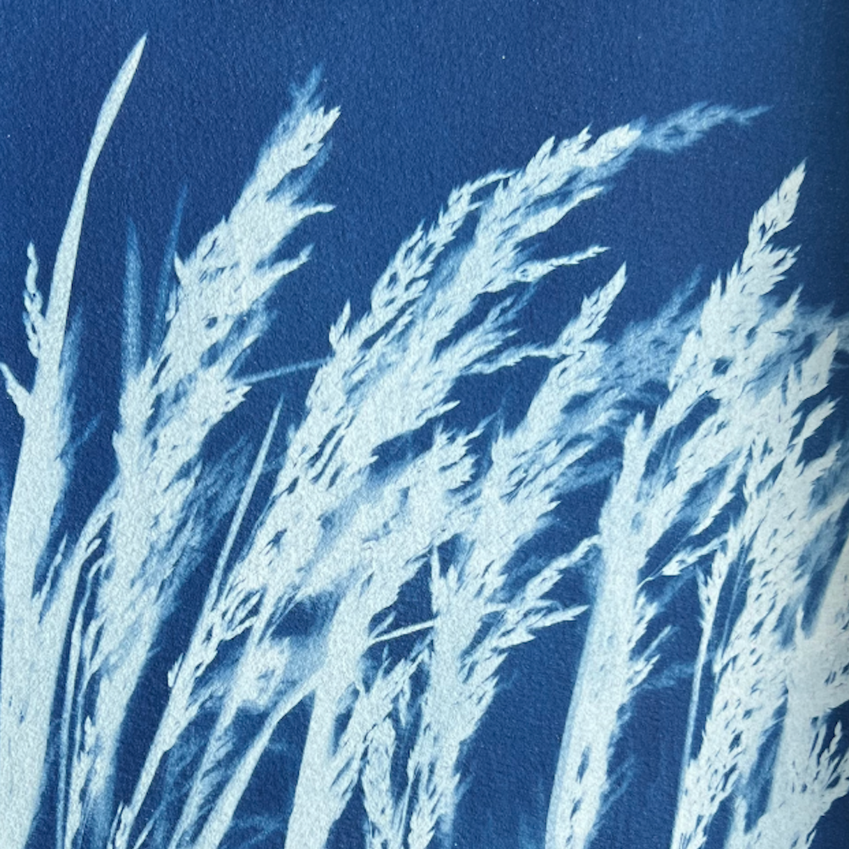 cyanotype on paper