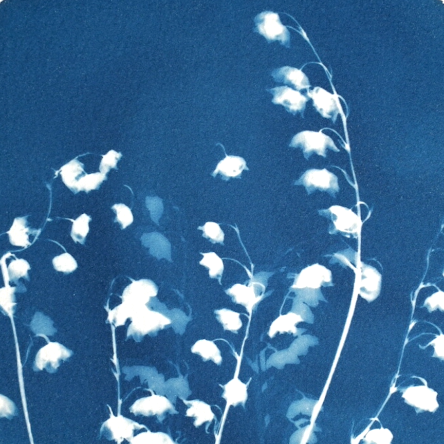 Lily of the Valley