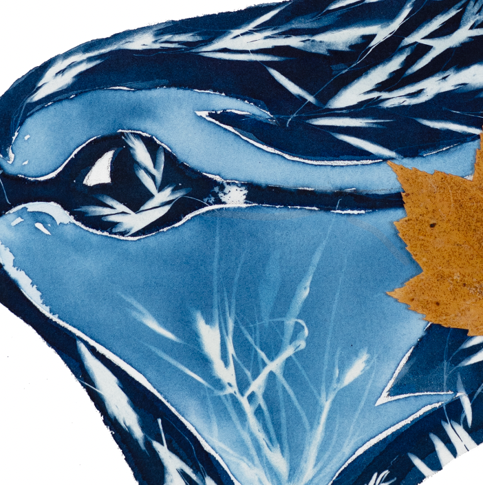 Blue Jay