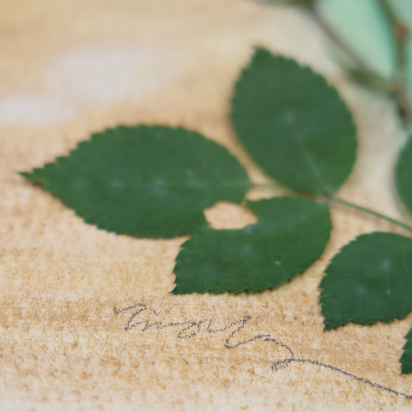 Pressed flower art by Ting Yang
