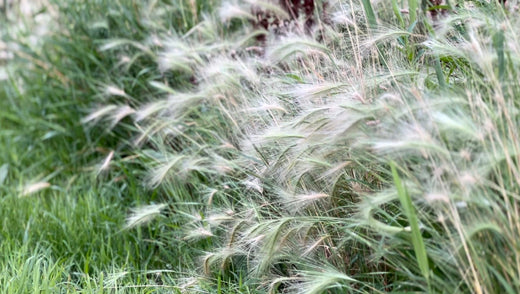 The Spirit of Grass
