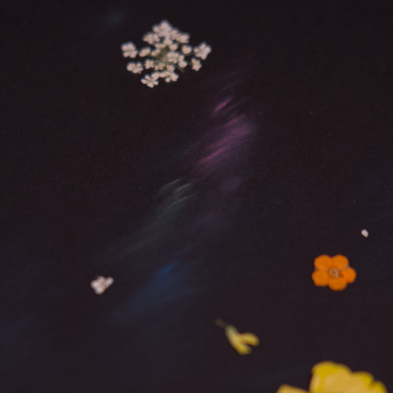 A Night Conversation in the Field II