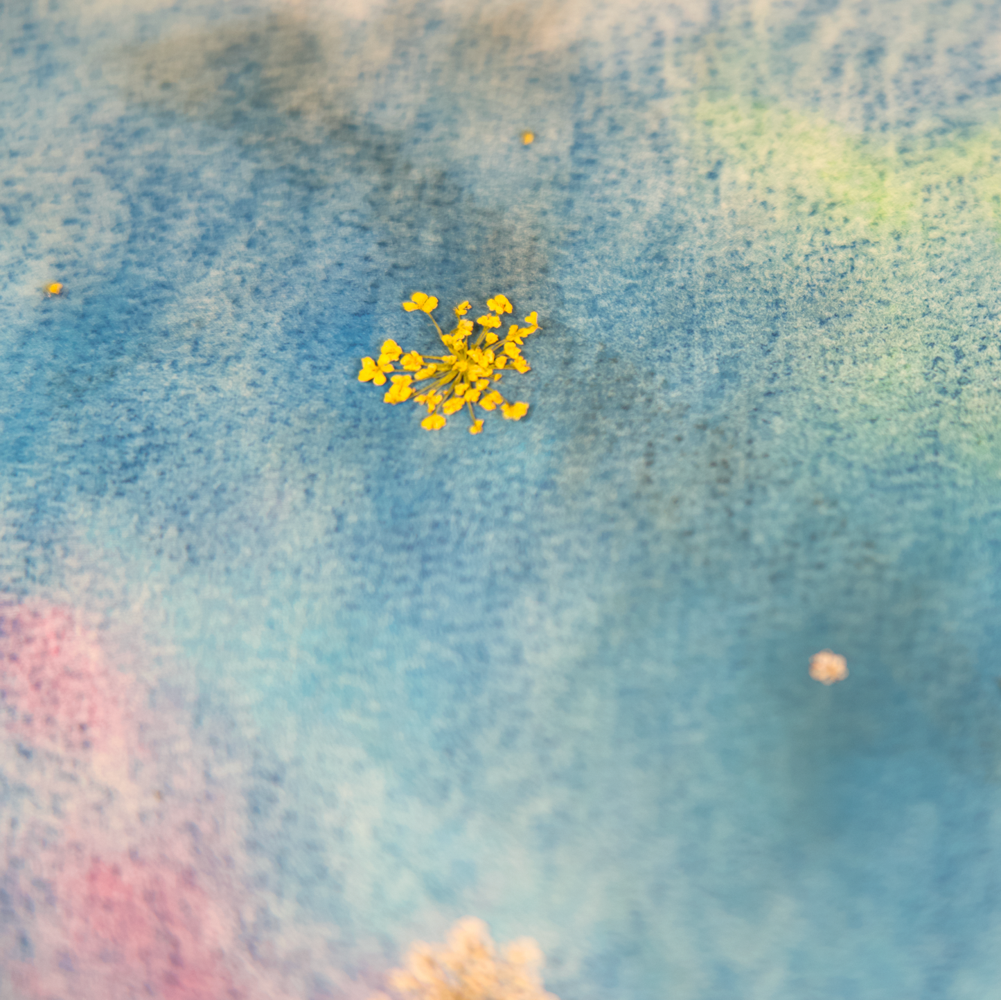 The Little Prince & His Rose