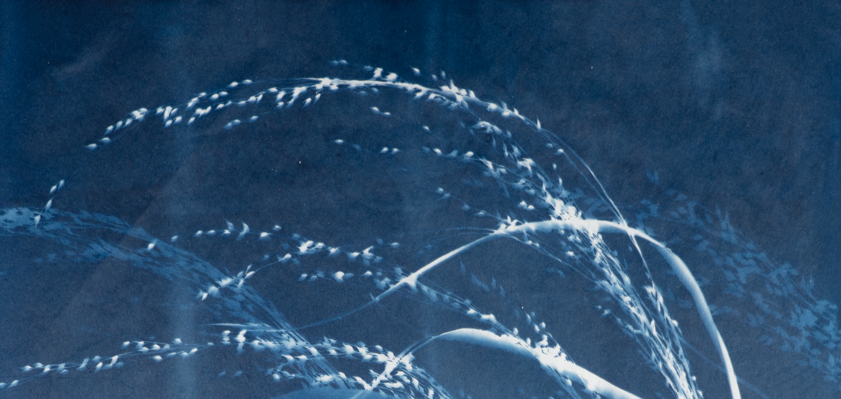 cyanotype botanical blue art grass art peaceful nature art