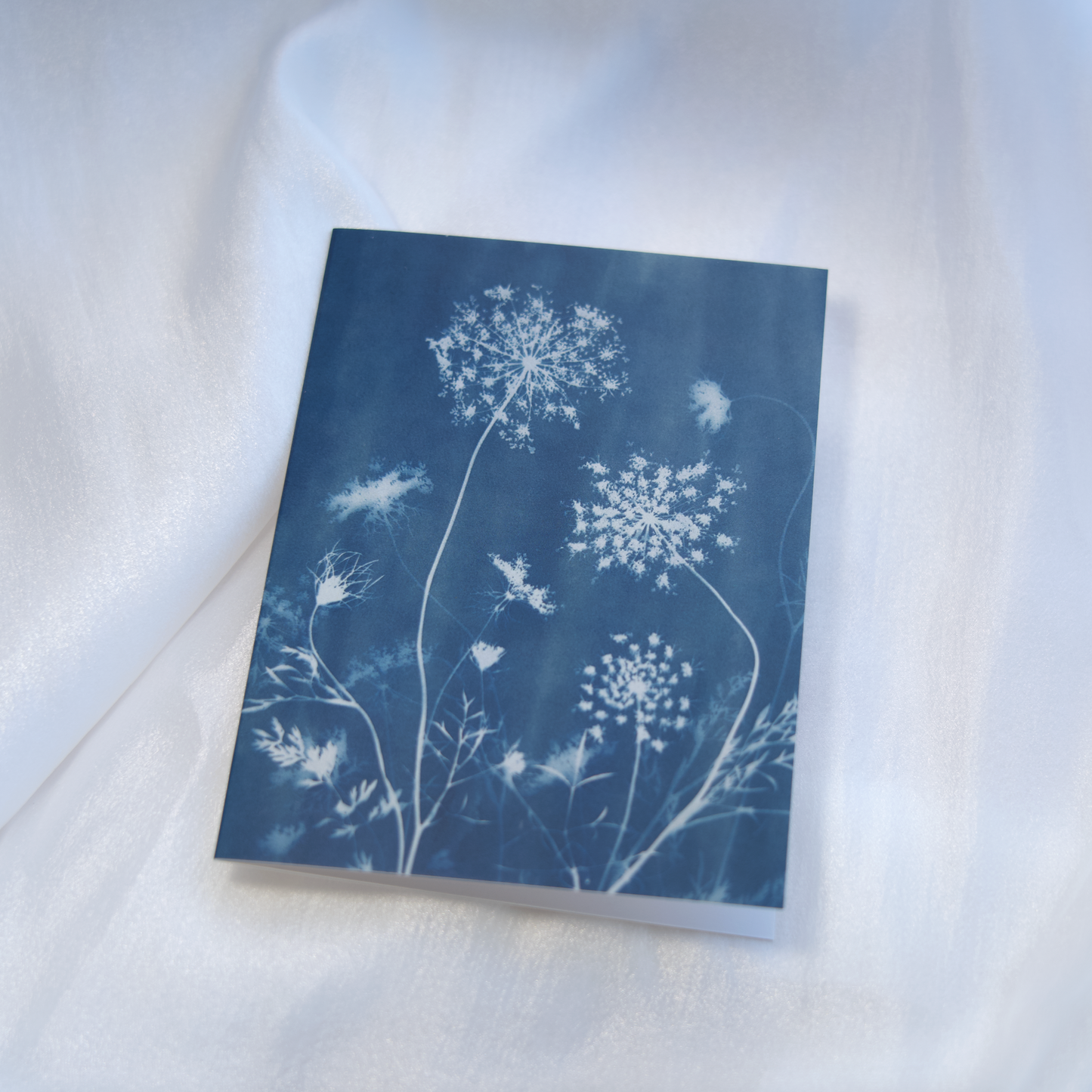 flower art greeting cards for nature lovers queen anne's lace art