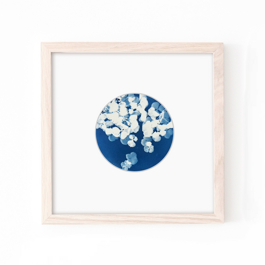 cyanotype solar printing blue art for your walls