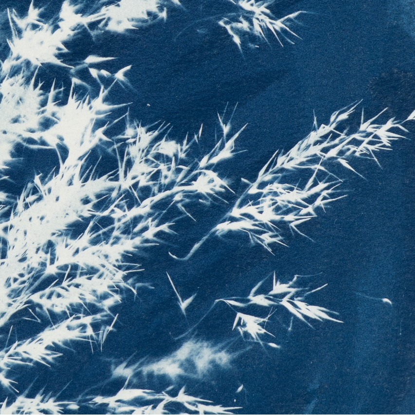 peaceful botanical blue art for medical office