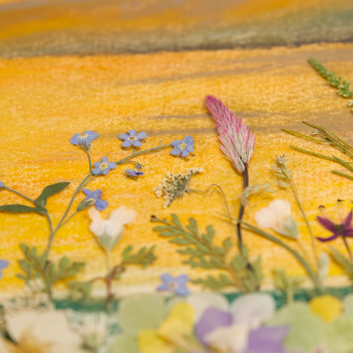 pressed flower art Forget Me Not