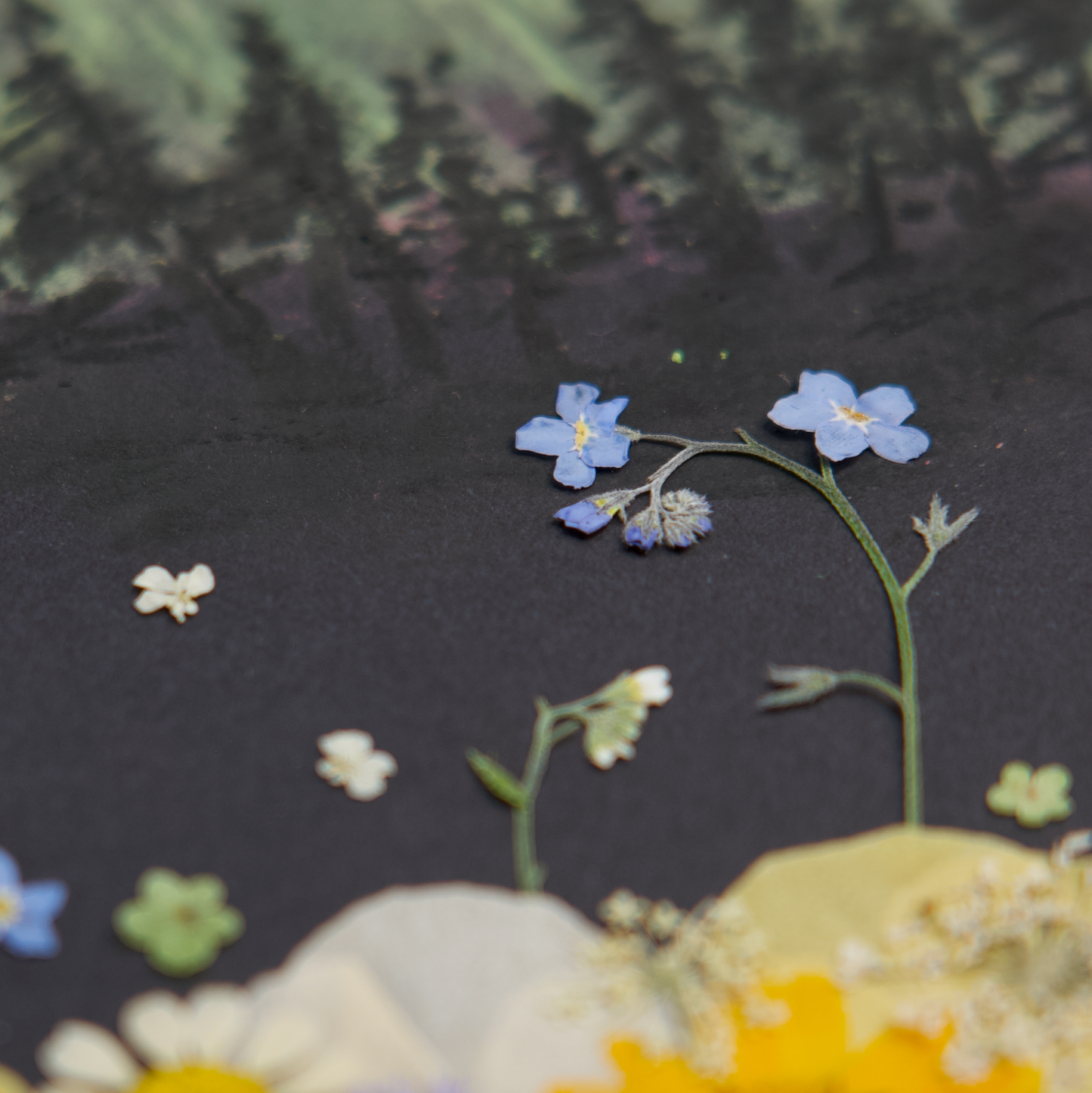 aurora northern lights pressed flower art pastel painting